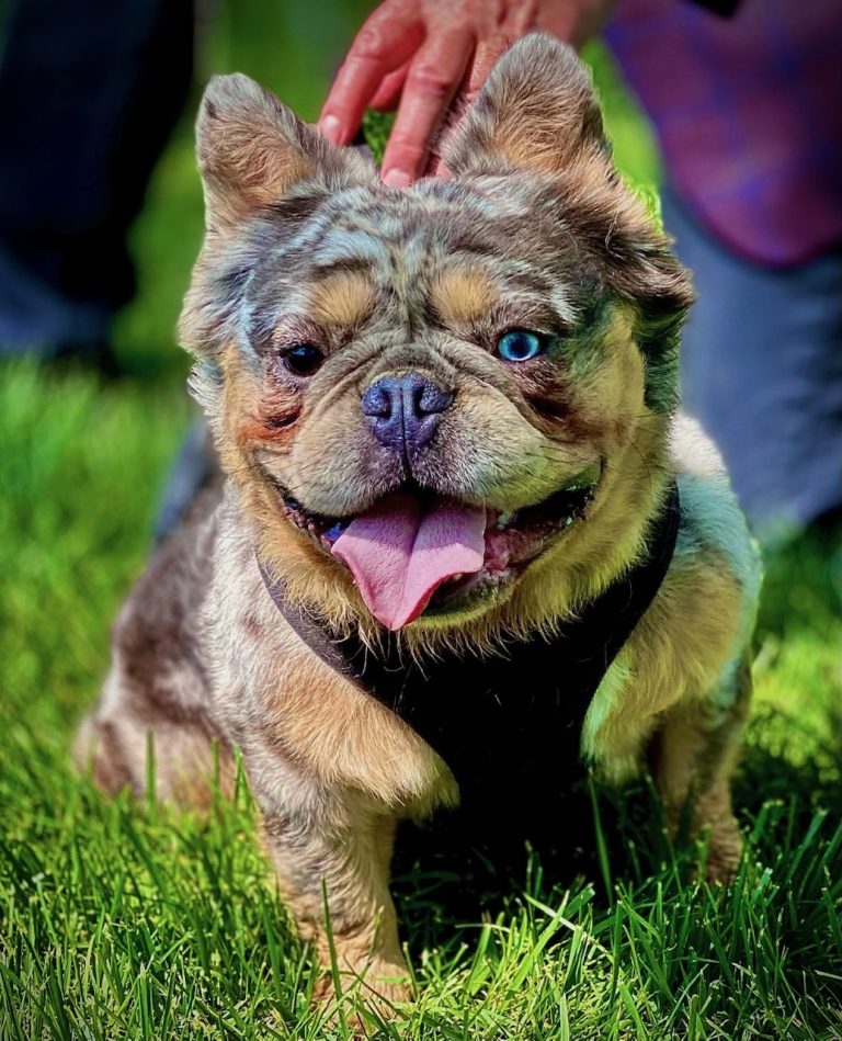 Mando French Bulldog