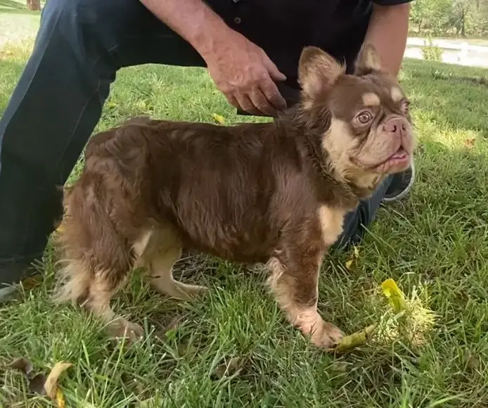 Tampa Florida French Bulldog stud