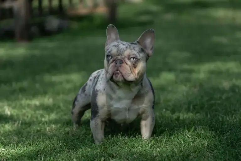 Elk City. Oklahoma French Bulldog stud